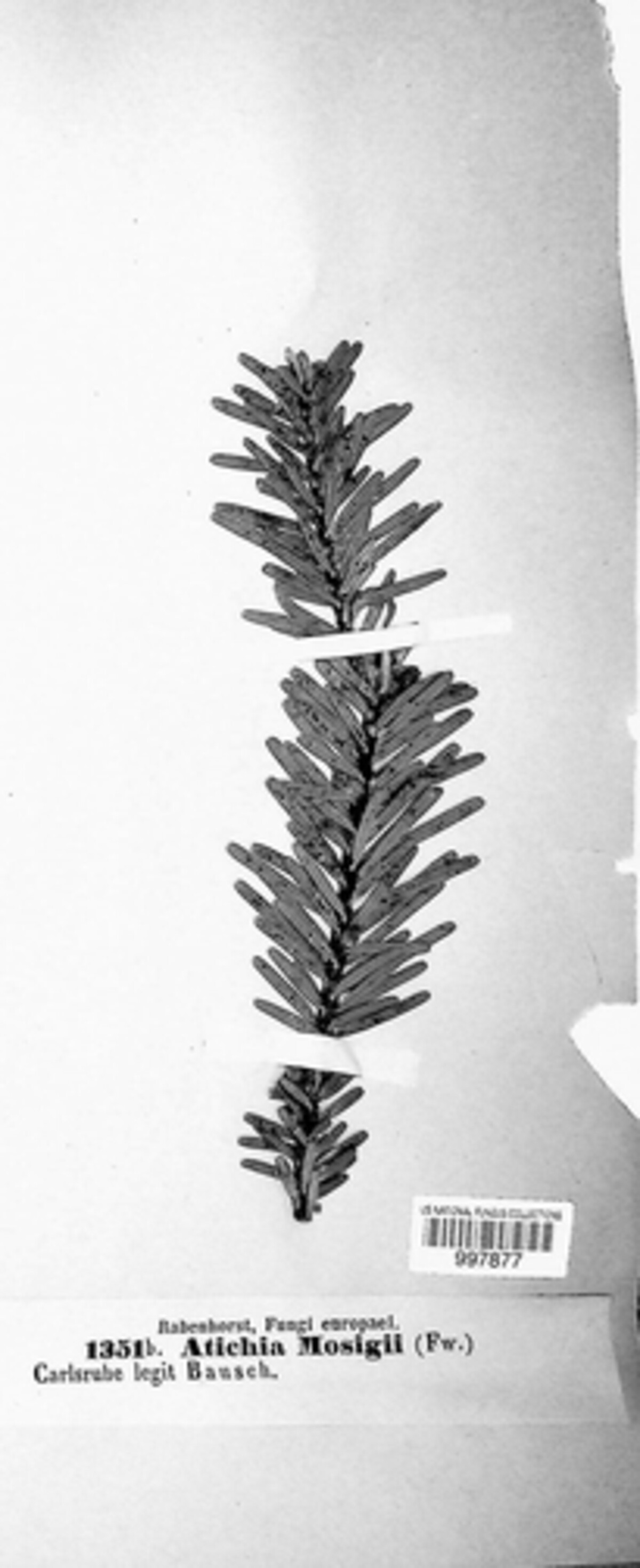 Seuratiaceae image